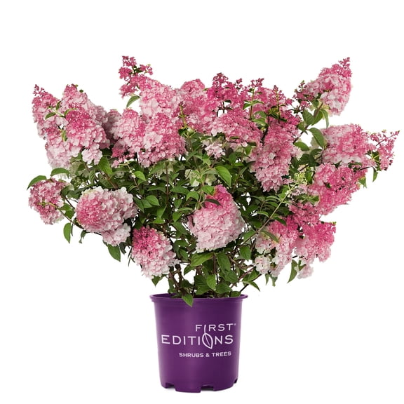 First Editions Hydrangea Spring Sizzle Live Shrub in 2-Gallon Grower Pot