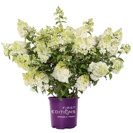 First Editions Hydrangea Strawberry Sundae Live Shrub in 2-Gallon Grower Pot