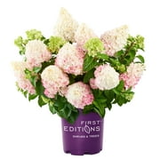 First Editions Hydrangea Vanilla Strawberry Live Shrub in 3-Gallon Grower Pot