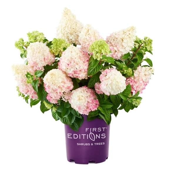 First Editions Hydrangea Vanilla Strawberry Live Shrub in 3-Gallon Grower Pot