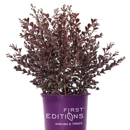 First Editions® Lunar Magic® Crape Myrtle - Lagerstroemia 'Baillagone' PP30,360