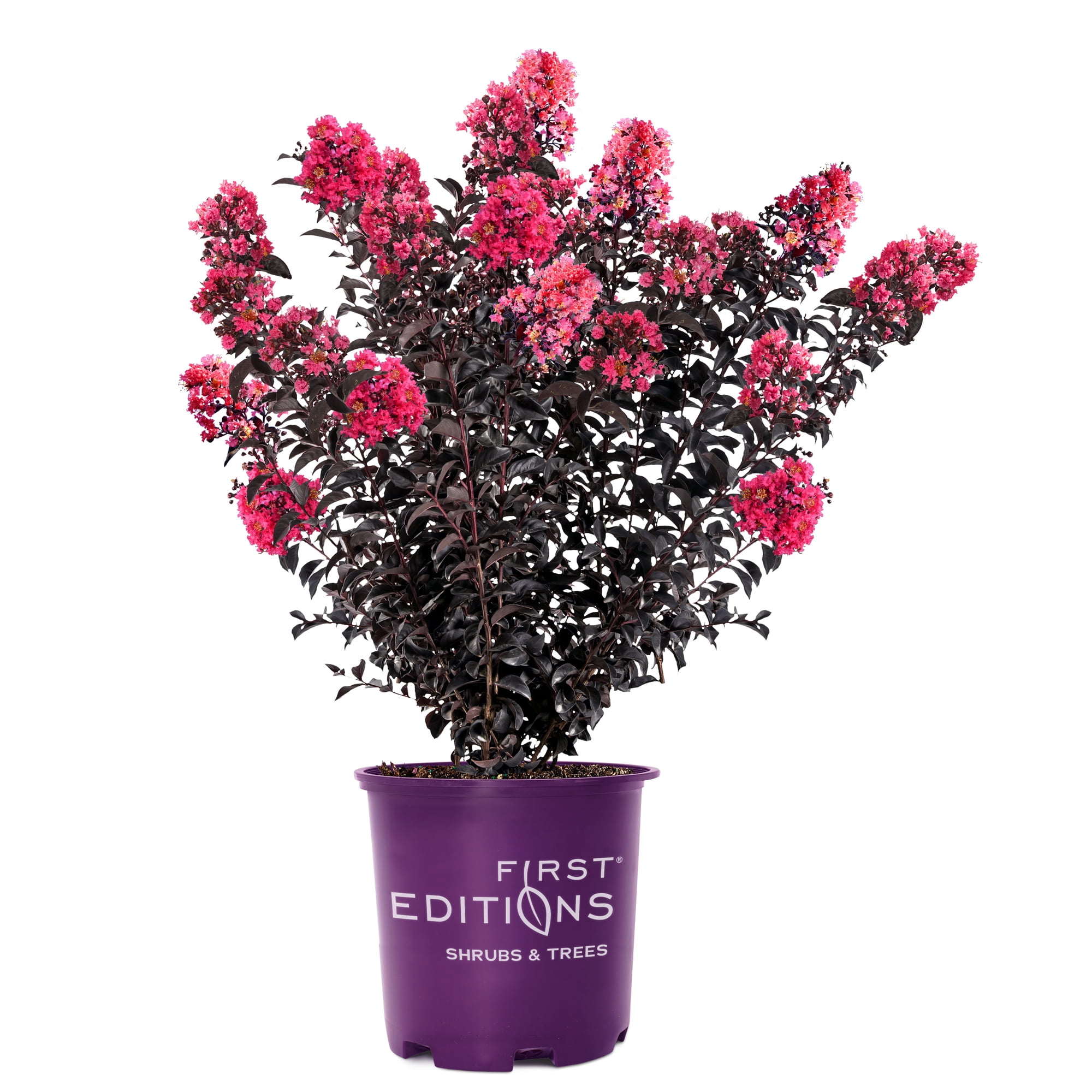 First Editions Midnight Magic Crape Myrtle Live Shrub (7 Gallon)