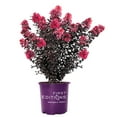 thumbnail image 1 of First Editions Midnight Magic Crape Myrtle Live Shrub (7 Gallon), 1 of 11