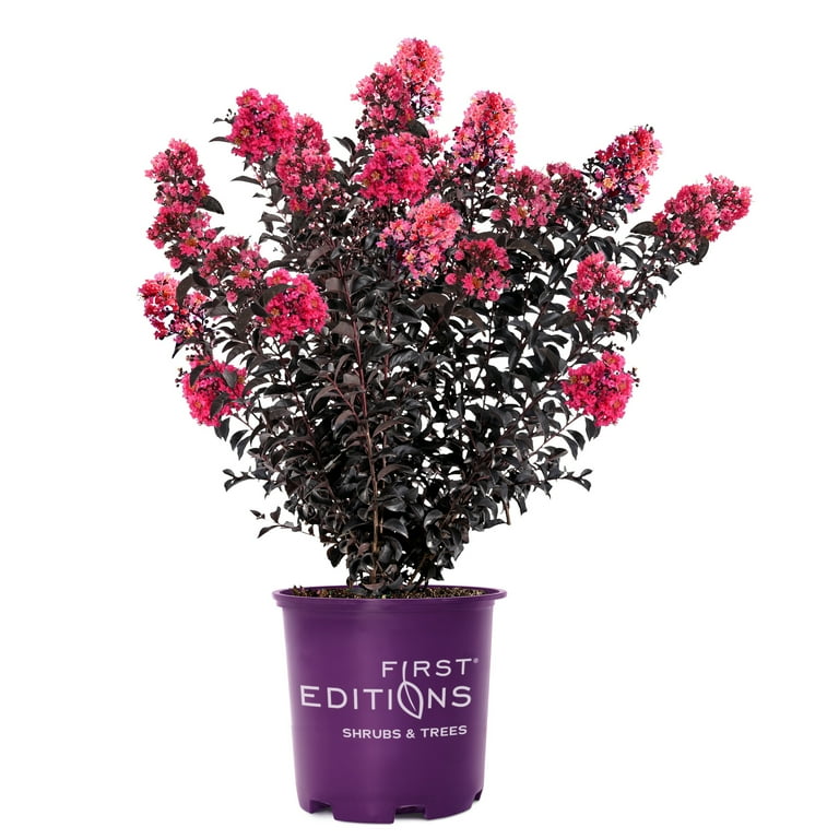 First Editions Midnight Magic Crape Myrtle Live Shrub (7 Gallon) -  Walmart.com