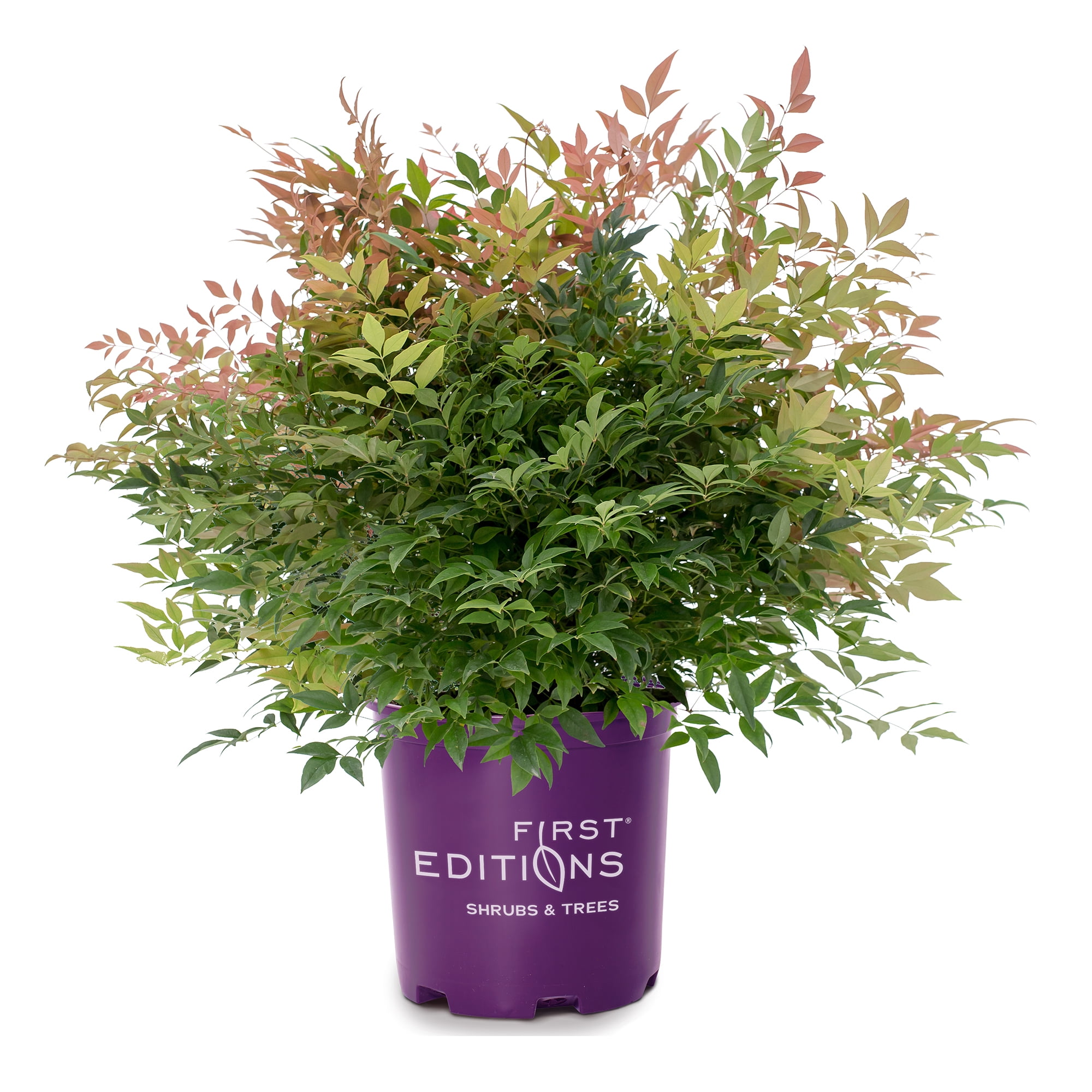 First Editions Nandina Cool Glow Peach Live Shrub (2 Gallon)