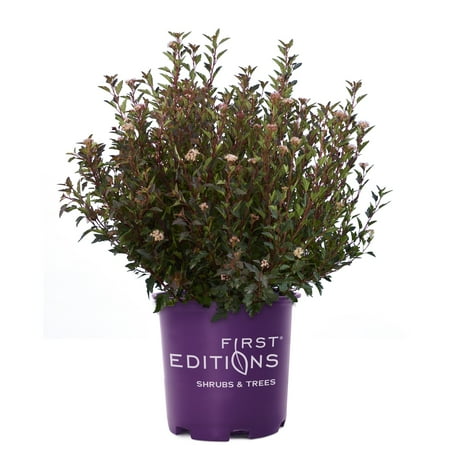 First Editions Ninebark Little Devil Live Shrub in 2-Gallon Grower Pot