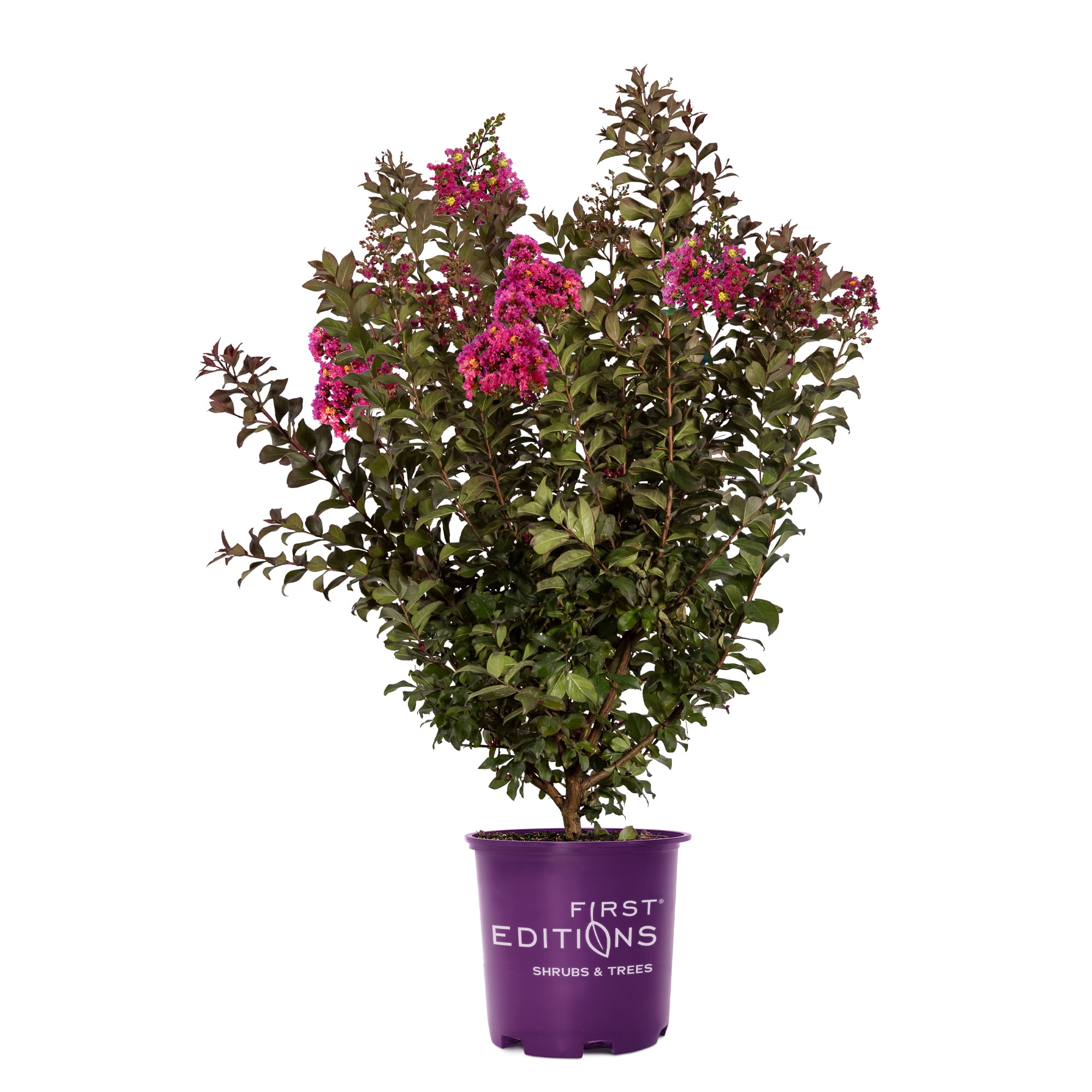 Plum Magic Semi-Dwarf Crape Myrtle with Fuchsia Pink Flowers
