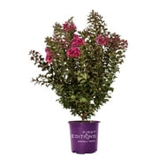 First Editions Plum Magic Crape Myrtle Live Shrub in 2-Gallon Grower Pot