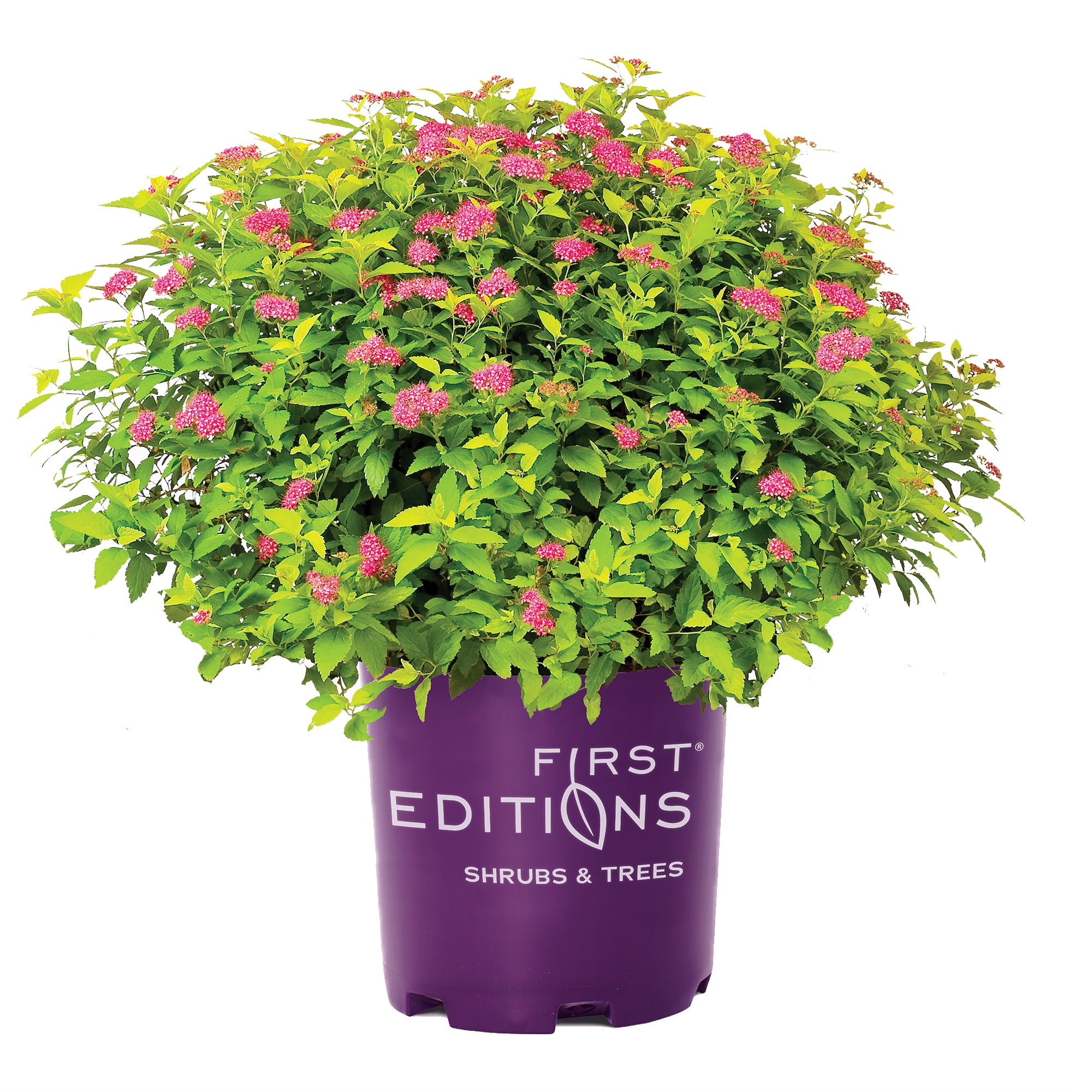 First Editions Spirea Little Spark Live Shrub in 2-Gallon Grower Pot