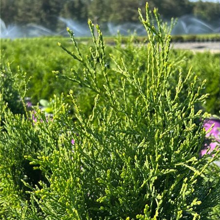 First Editions® Tall Guy™ Arborvitae - Thuja occidentalis 'RUTTHU5'