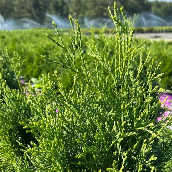 First Editions Tall Guy Arborvitae - Thuja occidentalis 'RUTTHU5'