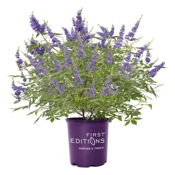 First Editions Vitex Queen Bee Live Shrub in 2-Gallon Grower Pot