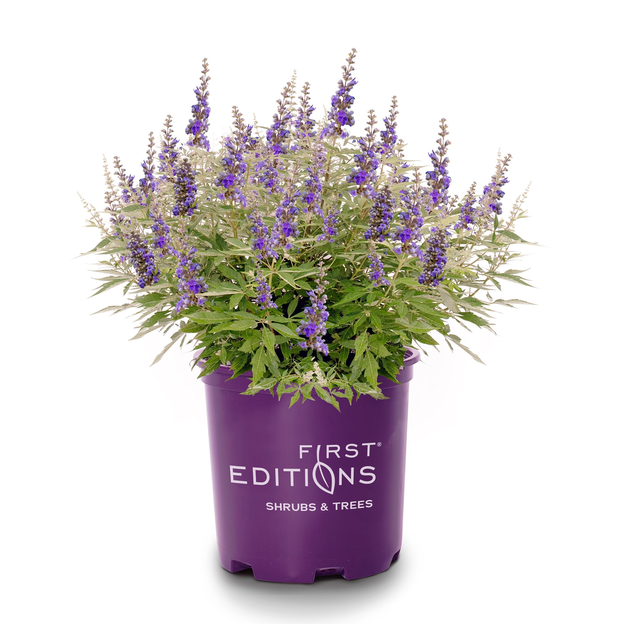First Editions Vitex Violet Mist Live Shrub in 2-Gallon Grower Pot