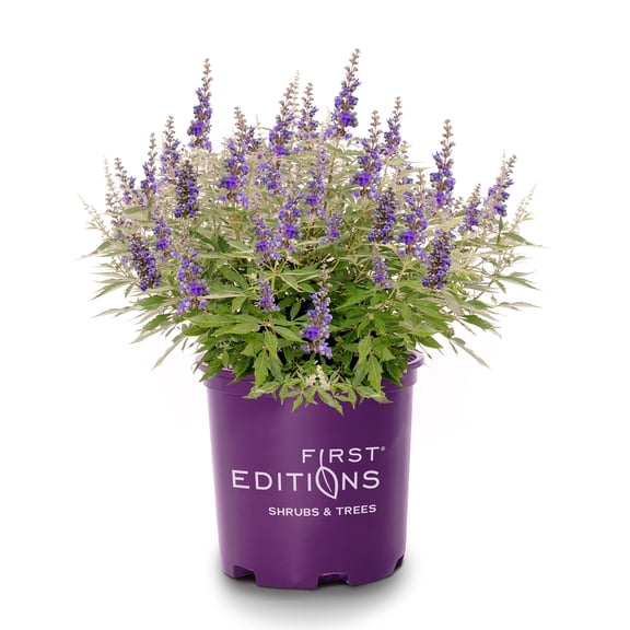 First Editions Vitex Violet Mist Live Shrub (2 Gallon)