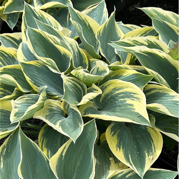 First Frost Hosta - Hosta 'First Frost'
