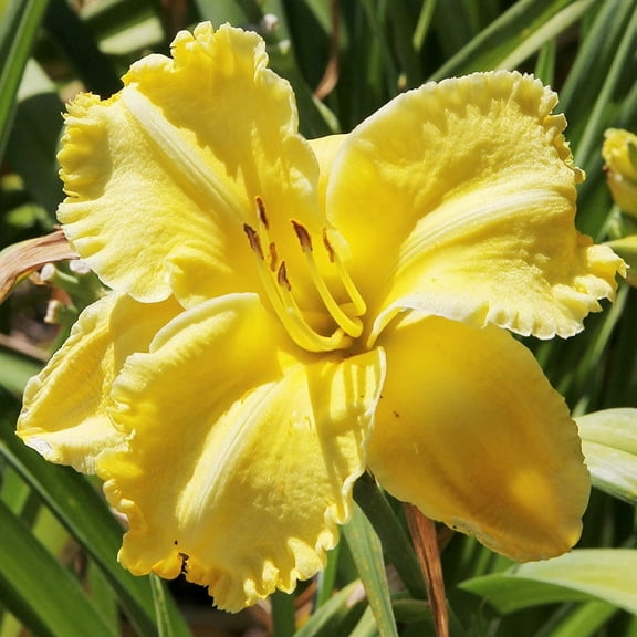 First Knight Daylily Flower Root - Attracts Butterflies and Hummingbirds - Good as Cut Flowers - Grows Well In Containers - Naturalizing - Perennializing