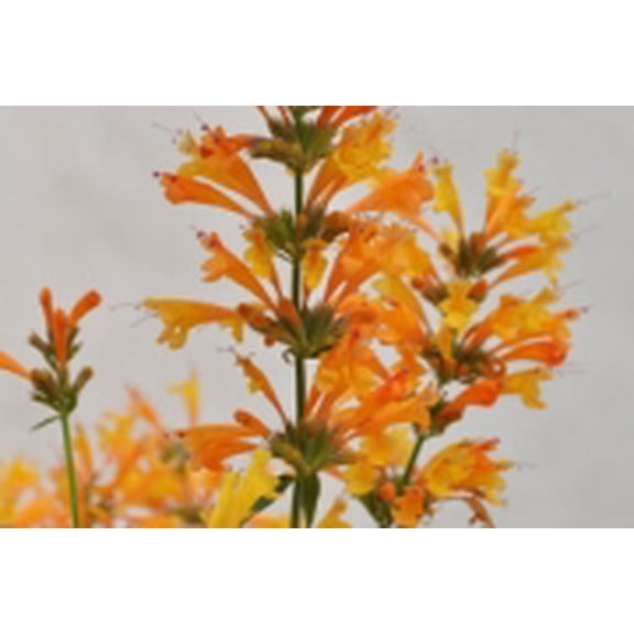 First Light Sunrise Orange Hummingbird Mint - Agastache - Hardy - 2.5" Pot