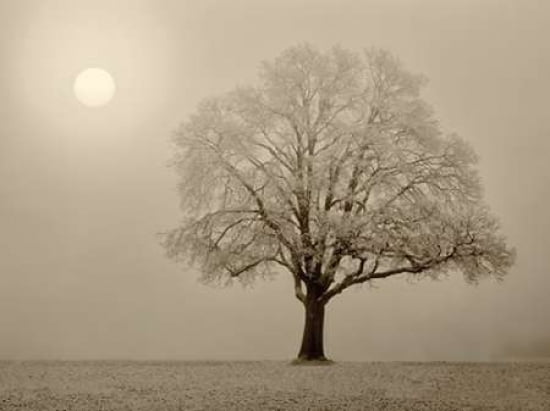 First Snow Canvas Art - Dennis Frates (18 x 24)