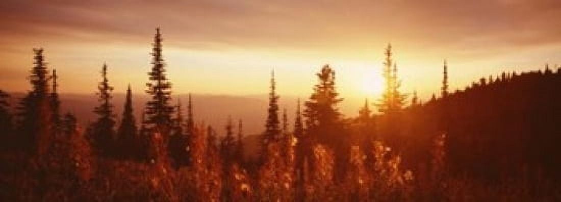 Firweed At Sunset Montana Canvas Art - Panoramic Images (34 x 12)
