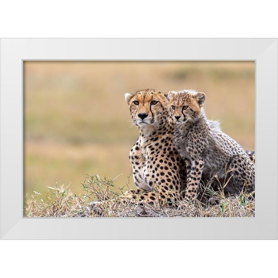 Fischer, Jie 32x23 White Modern Wood Framed Museum Art Print Titled - Cheetah Cub With Mom
