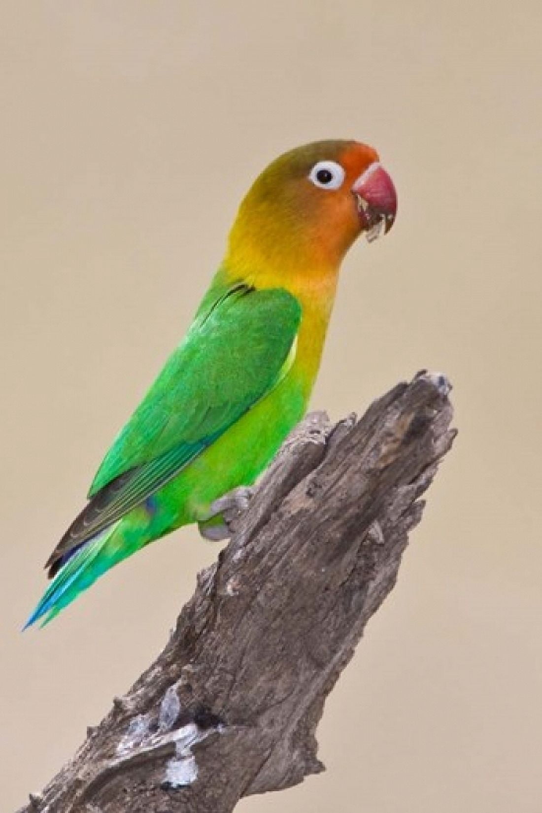 Fischers Lovebird tropical bird Ndutu Tanzania Canvas Art - Ralph H Bendjebar DanitaDelimont (11 x 17)