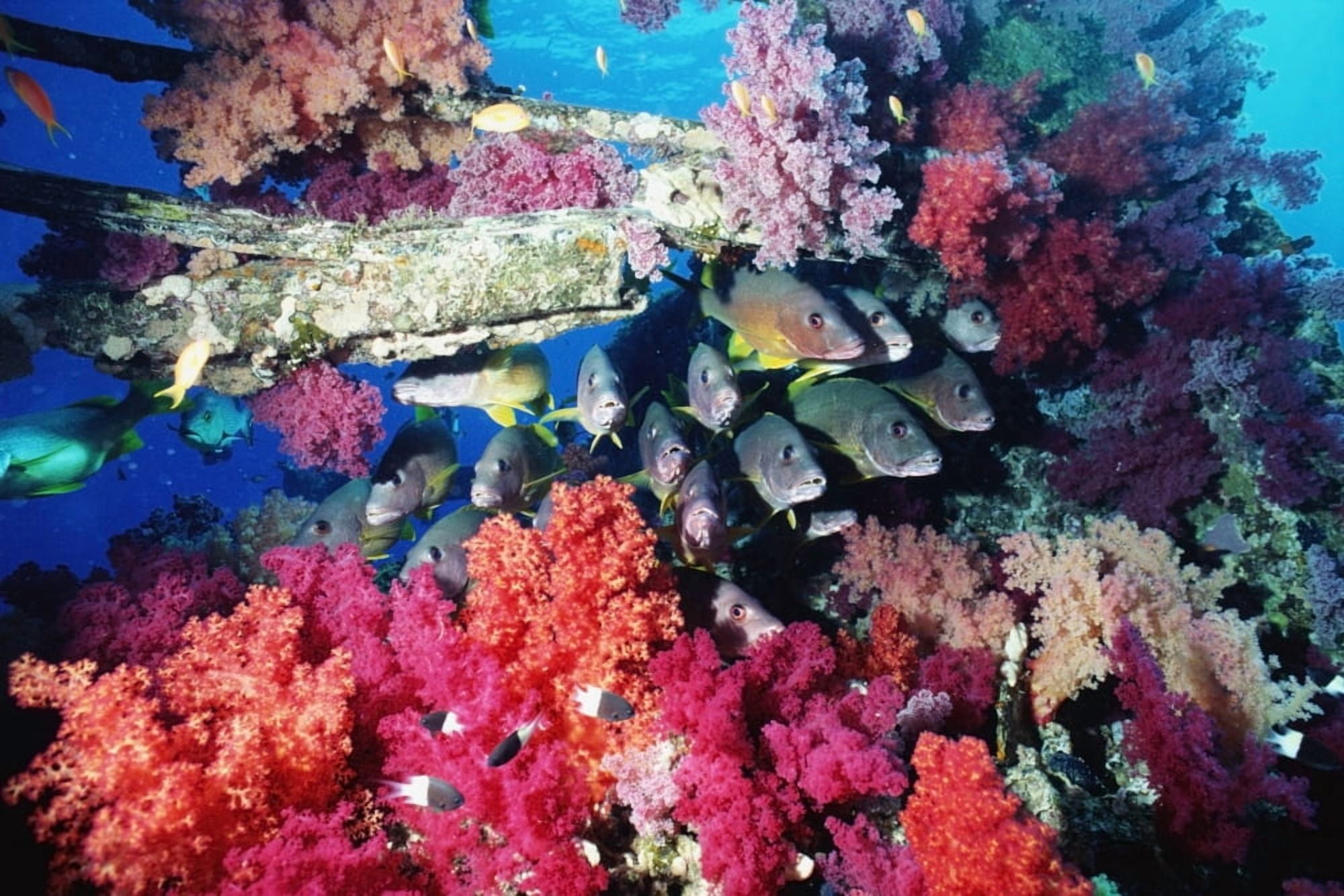 Fish And Colourful Corals Canvas Art - Alex Misiewicz Design Pics (34 x 22)