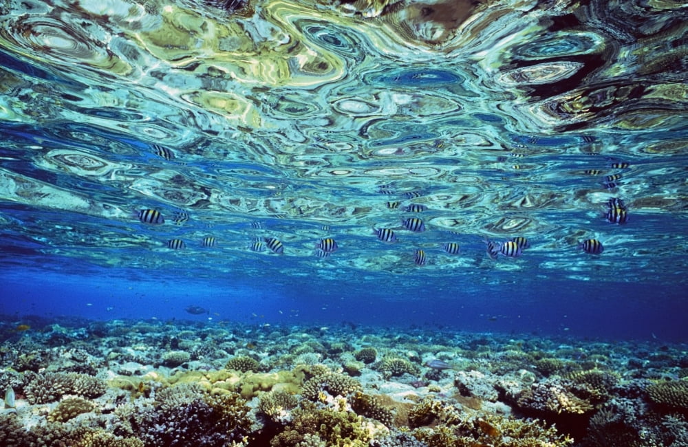 Fish And Coral Underwater Reflected In Water Red Sea Canvas Art - Alex Misiewicz Design Pics (17 x 11)