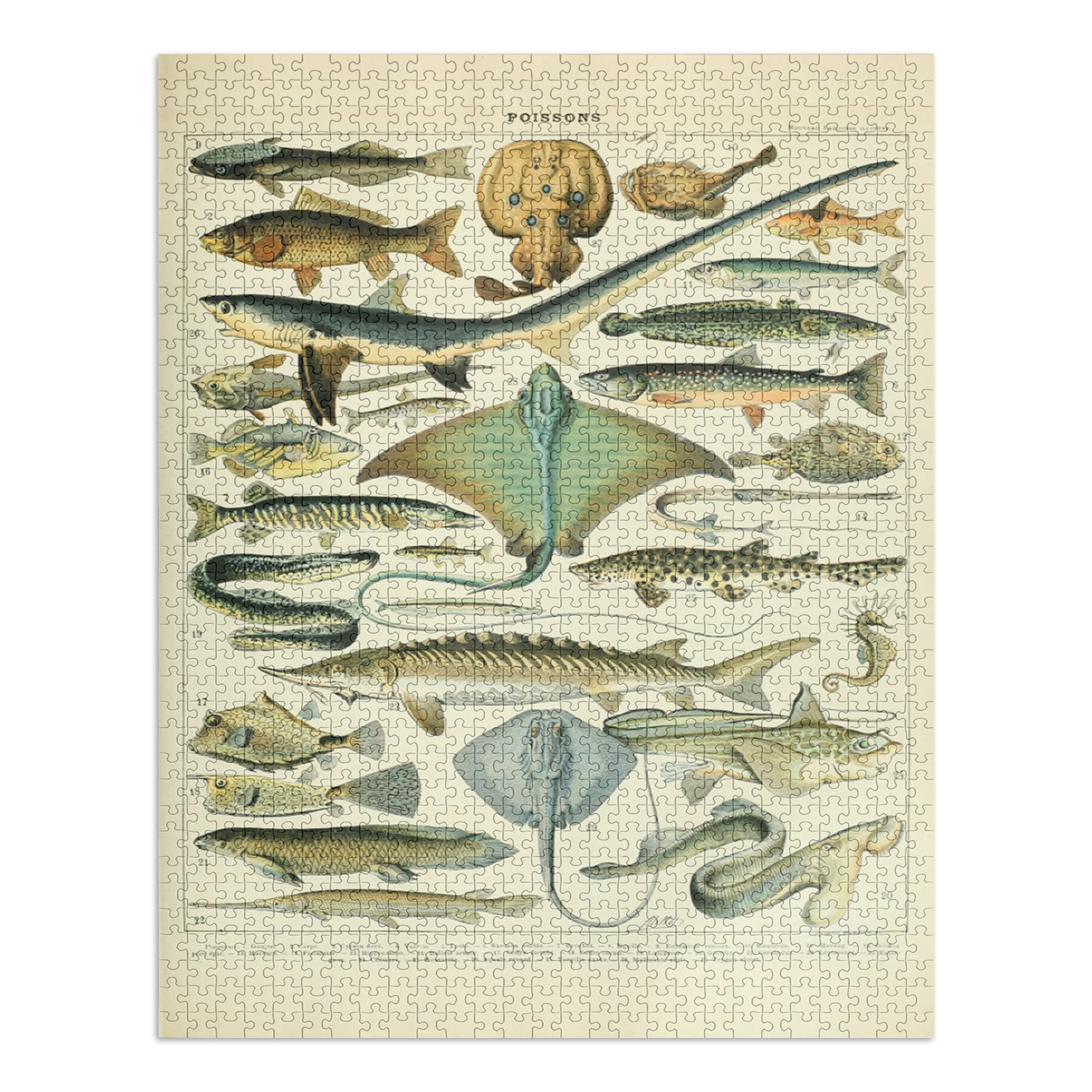Fish, B, Vintage Bookplate, Adolphe Millot Artwork (1000 Piece Puzzle, Size  19x27, Challenging Jigsaw Puzzle for Adults and Family, Made in USA) 