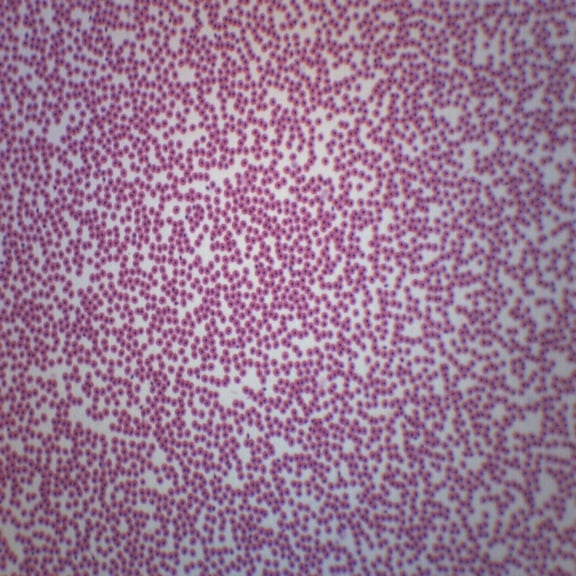 Fish Blood Smear - Prepared Microscope Slide - 75 x 25mm - Biology & Microscopy - Eisco Labs