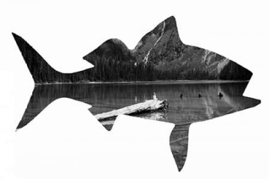 Fish Canvas Art - Amber Berninger (12 x 18)