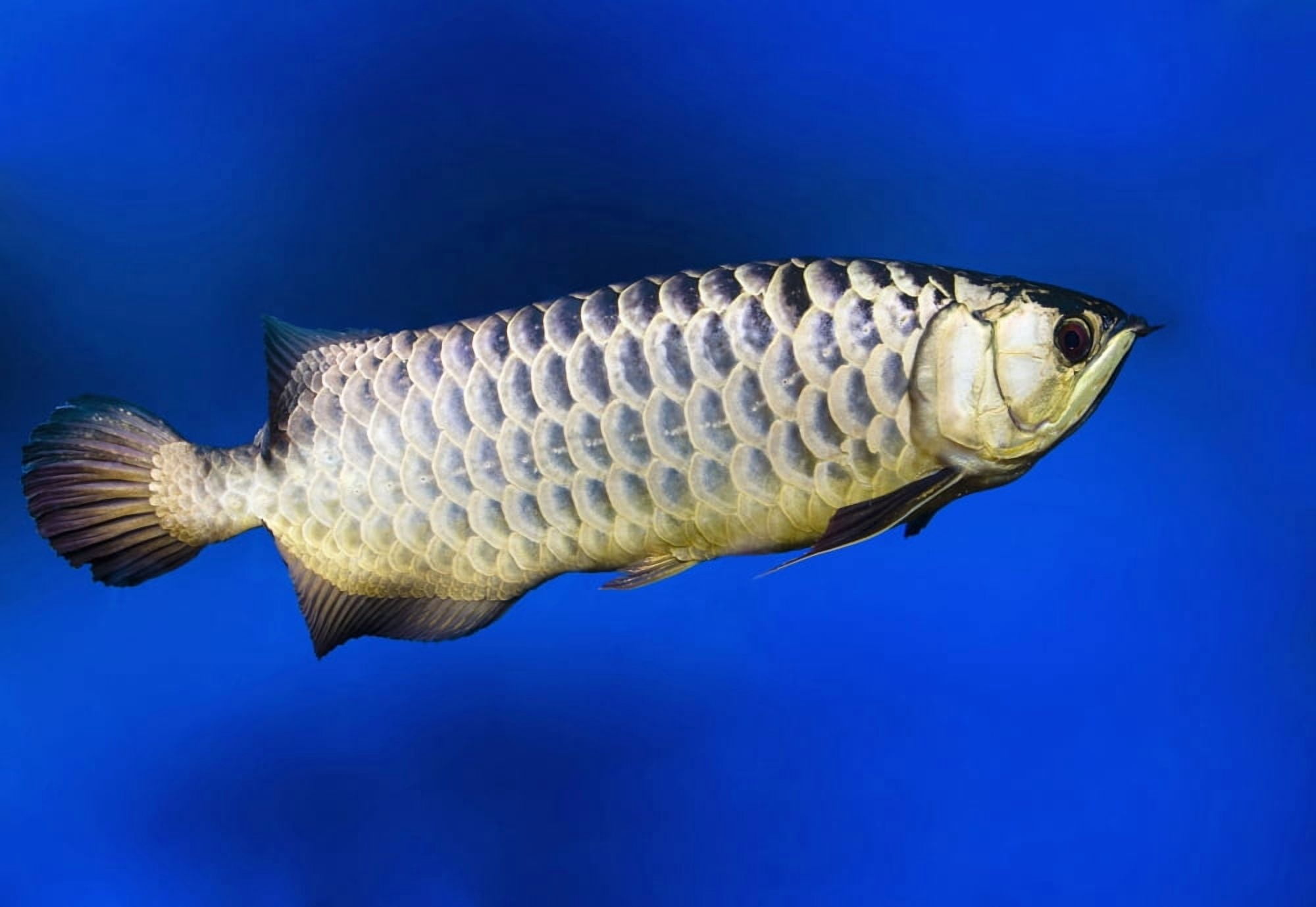 Fish Canvas Art - Steve Nagy Design Pics (18 x 12)