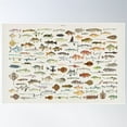 thumbnail image 1 of Fish Chart Poster Wall Art, Modern Wall Decor For Living Room Bedroom, 16x24 UNFRAMED, 1 of 2