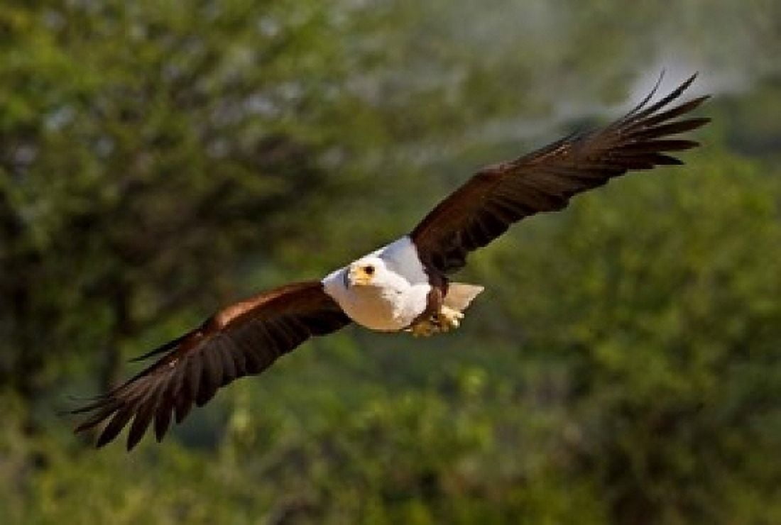 Fish Eagle in Flight Kenya Canvas Art - Jaynes Gallery DanitaDelimont (24 x 15)
