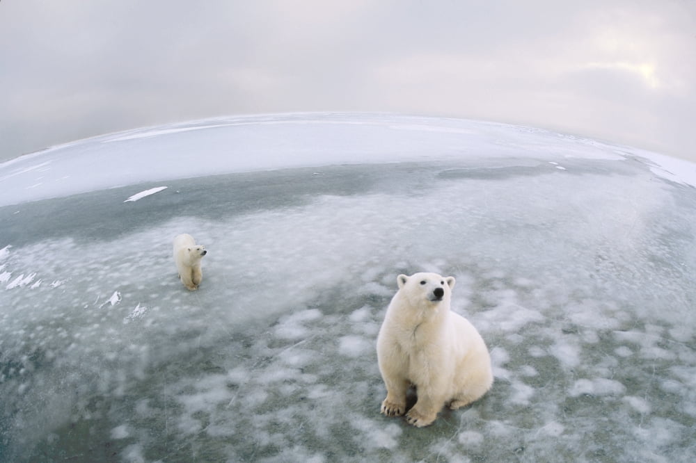 Fish-Eye Lens View Of Polar Bears On Ice At Cape Churchill Manitoba Canada Canvas Art - Ron Sanford Design Pics (17 x 11)