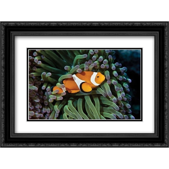Fish III 2x Matted 24x18 Black Ornate Framed Art Print by Peterson, Lee