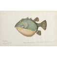 thumbnail image 1 of Fish Illustration Poster Print By Mary Evans Natural History Museum, 1 of 3