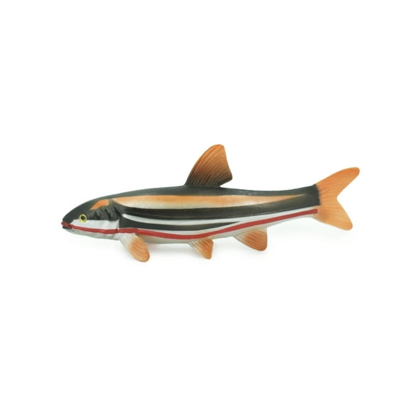Fish, Japanese dace, Big-scaled redfin, Hand Painted, Rubber Fish, Realistic, Toy, Figure, Model, Replica, Kids, Educational, Gift, 5 1/2" CH478 BB153