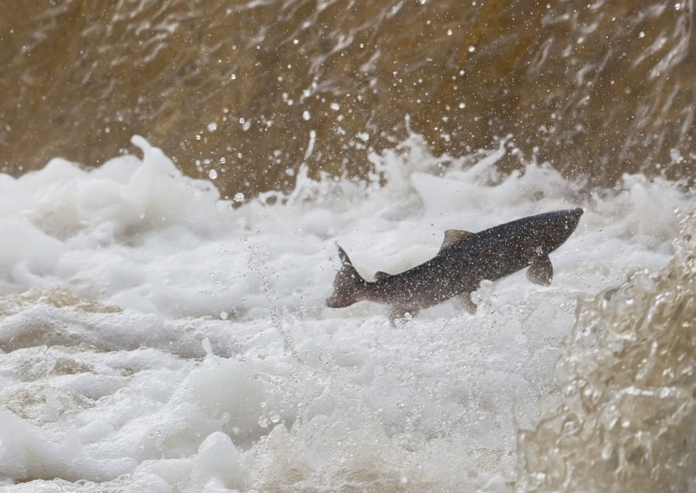Fish Jumping Upstream In The Water Canvas Art - John Short Design Pics (18 x 13)