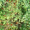 thumbnail image 1 of Fish Ornamental Hot Pepper Seeds - 0.25 Oz ~1250 Seeds - Non-GMO, Heirloom - Vegetable Garden - Capsicum chinense, 1 of 1