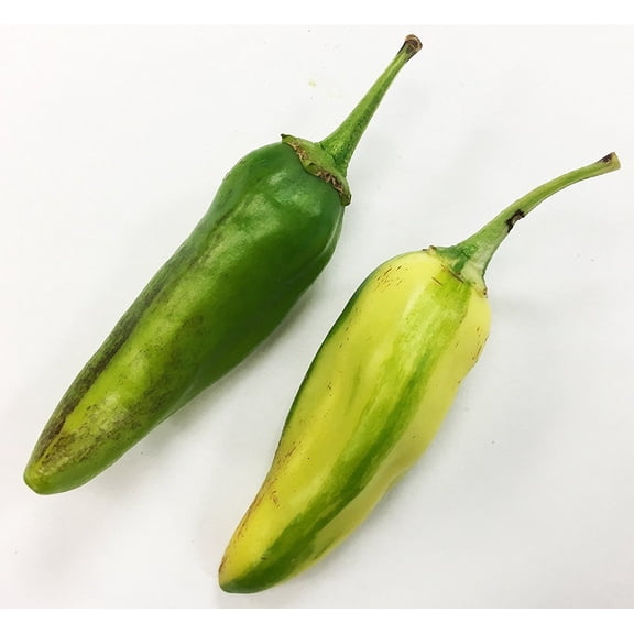 Fish Pepper Premium Seeds Packet