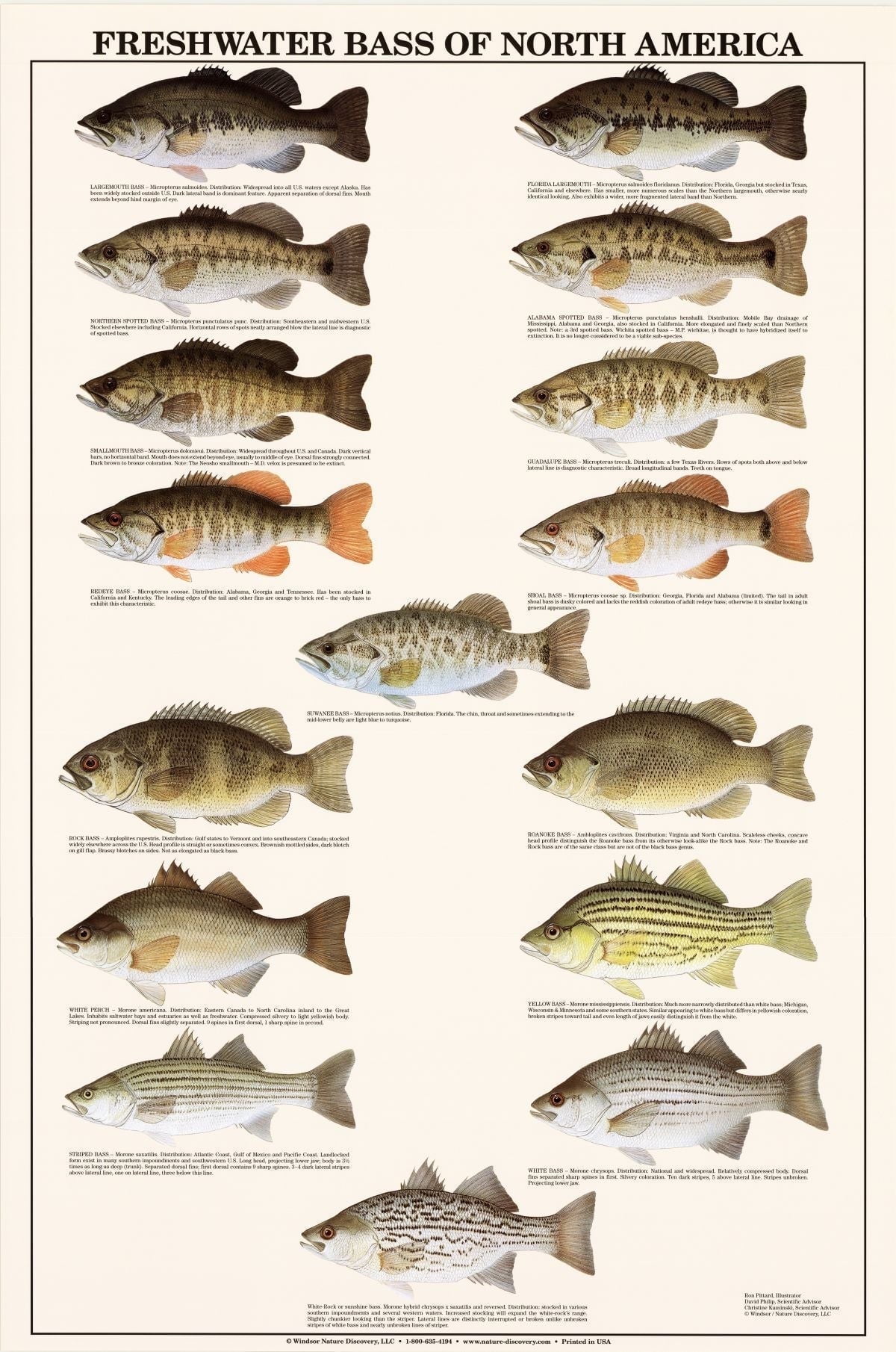 Fishermans Freshwater Fish Chart #8 And 10 Fishermen's Freshwater - Main Image
