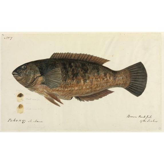Fish Poster Print By Mary Evans Natural History Museum (36 X 24)