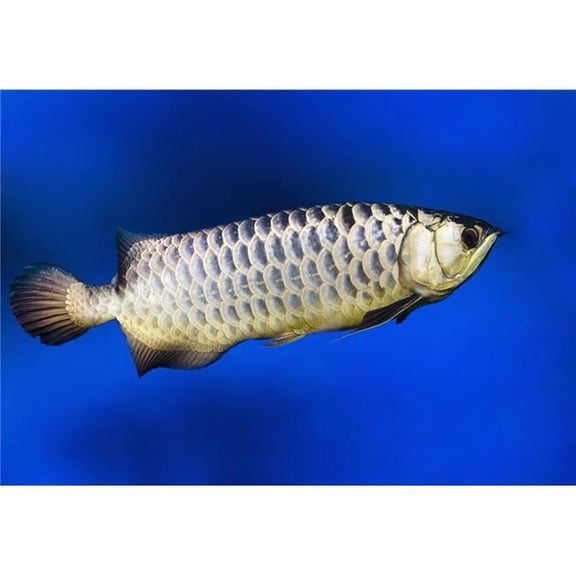 Fish Poster Print by Steve Nagy, 36 x 24 - Large