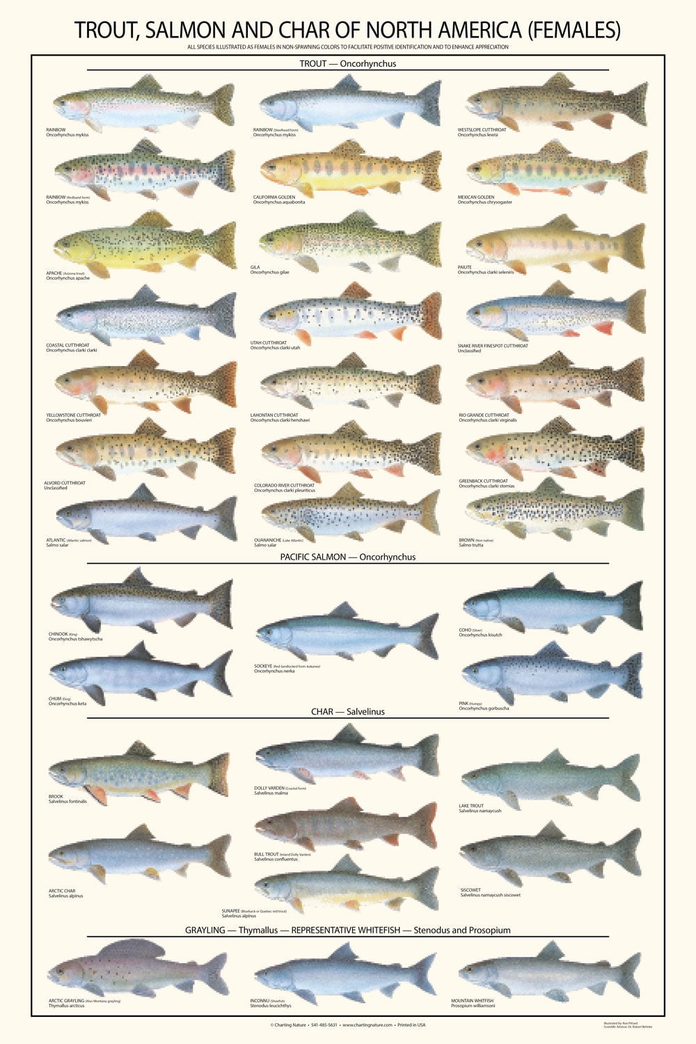 Fish Poster Trout, Salmon and Char Poster and Identification Chart Females