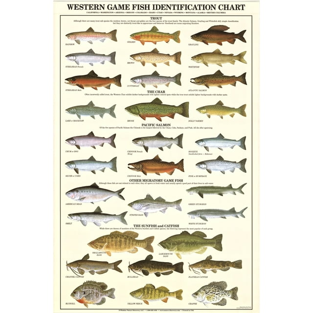 Fish Poster: Western Gamefish Poster & Identification Chart. Fish Wall ...