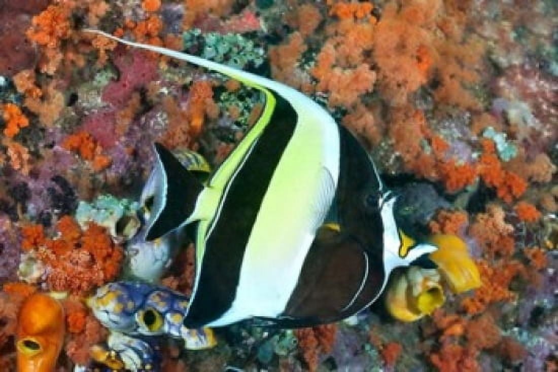 Fish Raja Ampat Papua Indonesia Canvas Art - Jaynes Gallery DanitaDelimont (36 x 24)