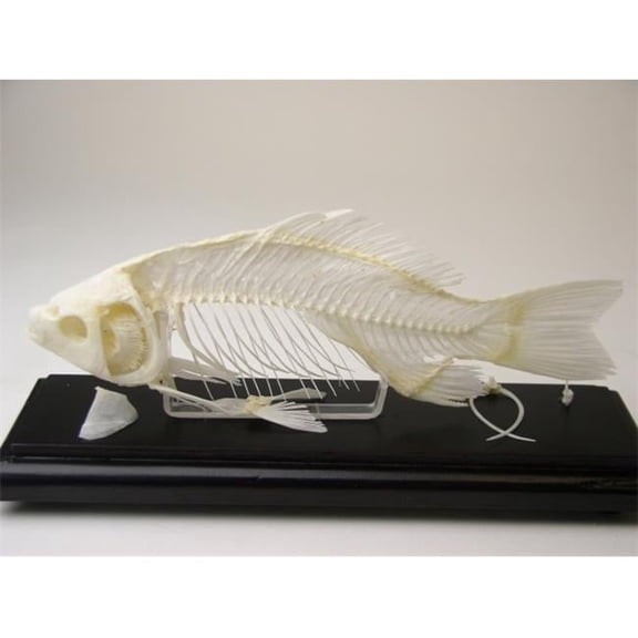 Fish Skeleton Model - Natural - 8 in - Display Case - Educational Specimen