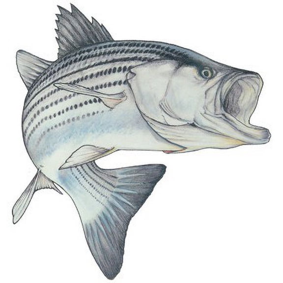 Fish Stix Action Striper Decal, Clear, 7.5" x 7"