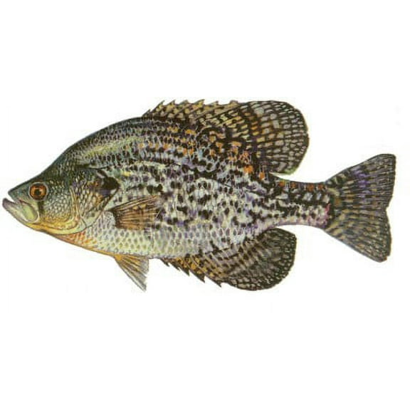 Fish Stix Crappie Decal Sticker