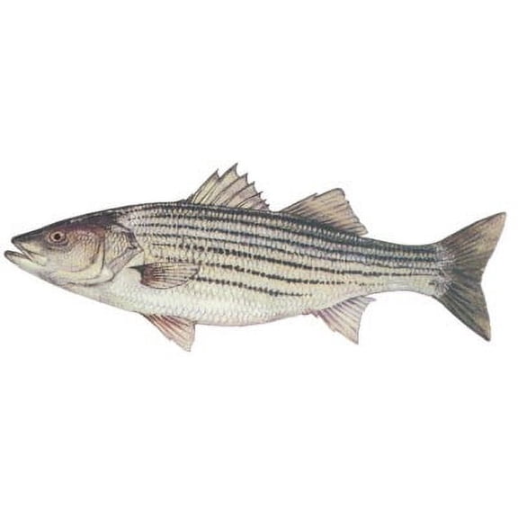 Fish Stix Freshwater Fish Collection Horizontal Striper Automotive Decals & Stickers, 11 x 4.5 in